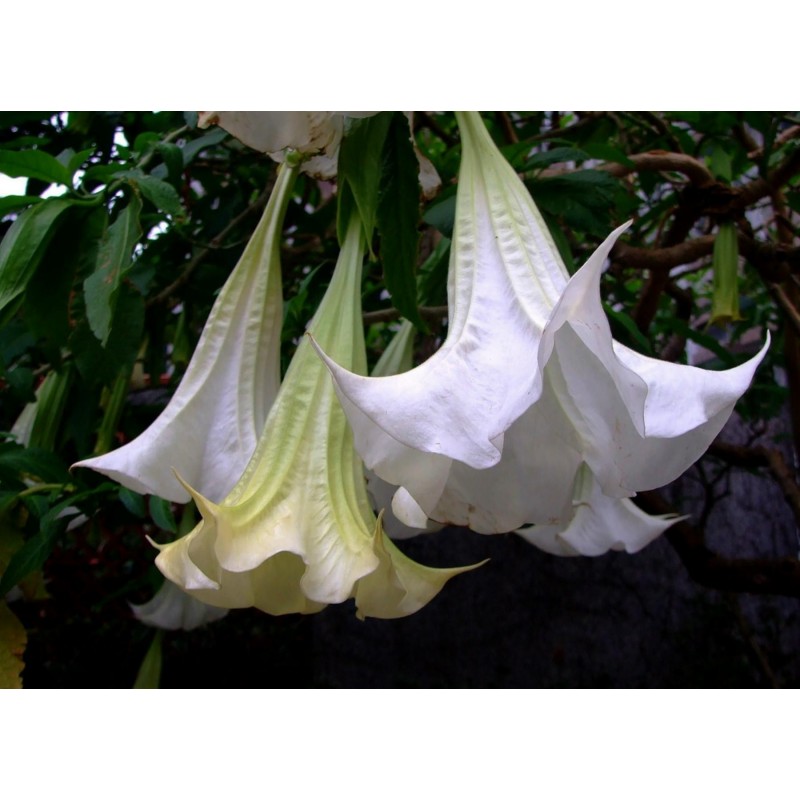 Price: €2.25 - Gemeine Stechapfel Samen - Weiße Stechapfel (Datura stramonium) - Seeds Gallery