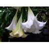 Price: €2.25 - Sementes de figueira-do-demo (Datura stramonium) - Seeds Gallery