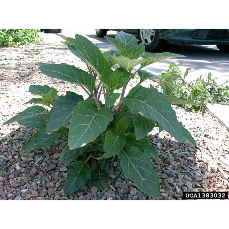 Price: €2.25 - Gemeine Stechapfel Samen - Weiße Stechapfel (Datura stramonium) - Seeds Gallery