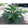 Price: €2.25 - Gemeine Stechapfel Samen - Weiße Stechapfel (Datura stramonium) - Seeds Gallery