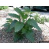 Στραμώνιο σπόροι ( Datura stramonium)