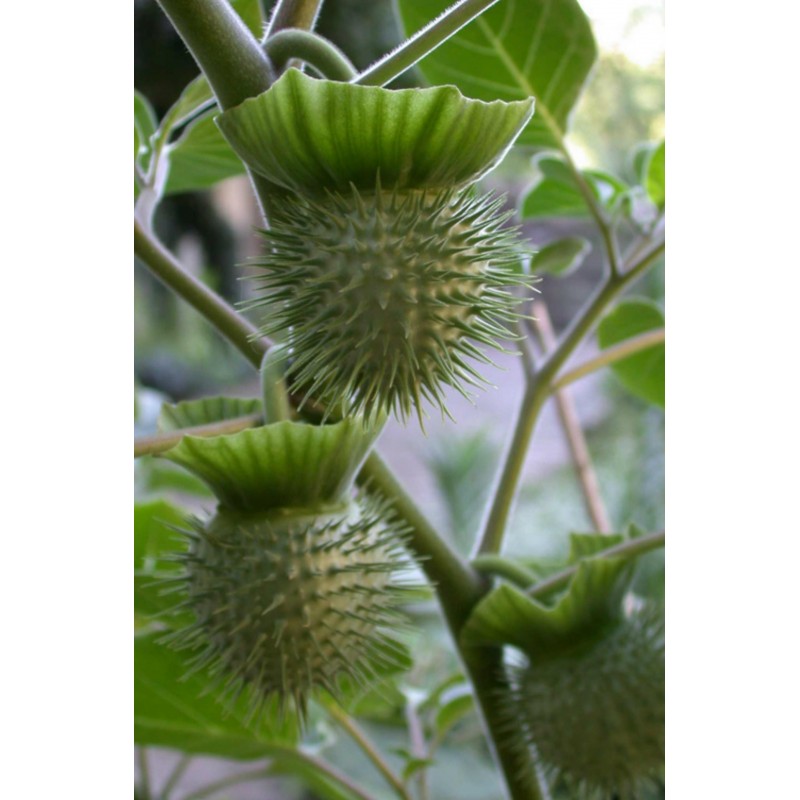Price: €2.25 - Jimson weed Seeds or Devil's snare (Datura stramonium) - Seeds Gallery