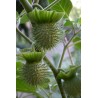 Price: €2.25 - Jimson weed Seeds or Devil's snare (Datura stramonium) - Seeds Gallery