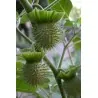 Στραμώνιο σπόροι ( Datura stramonium)