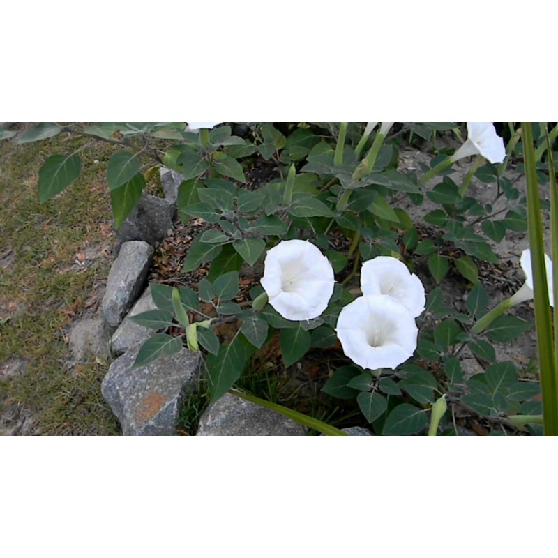 Price: €2.25 - Gemeine Stechapfel Samen - Weiße Stechapfel (Datura stramonium) - Seeds Gallery