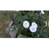 Price: €2.25 - Gemeine Stechapfel Samen - Weiße Stechapfel (Datura stramonium) - Seeds Gallery