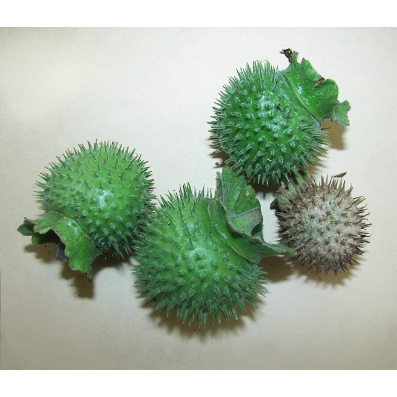 Price: €2.25 - Jimson weed Seeds or Devil's snare (Datura stramonium) - Seeds Gallery
