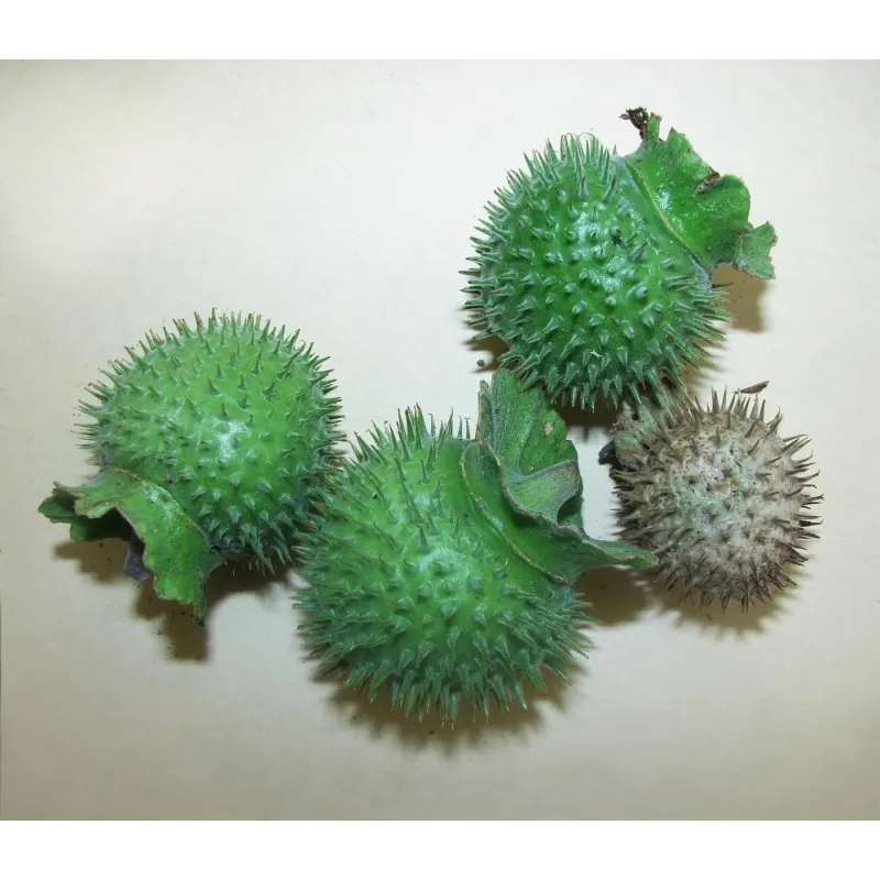 Στραμώνιο σπόροι ( Datura stramonium)