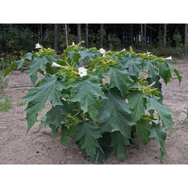 Price: €2.25 - Jimson weed Seeds or Devil's snare (Datura stramonium) - Seeds Gallery
