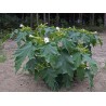 Στραμώνιο σπόροι ( Datura stramonium)