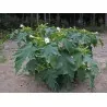 Στραμώνιο σπόροι ( Datura stramonium)