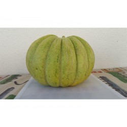 Griechische Zuckermelone Samen GRÜNE BANANA