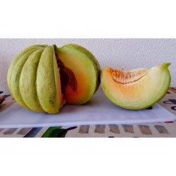 Price: €1.95 - Ελλάδα Πεπόνι - Πράσινο Μπανάνα σπόροι - Seeds Gallery