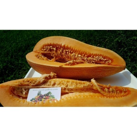 Traditionelle Griechische Riesen Melone KALAMBAKA Samen