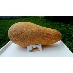 Price: €1.95 - Sementes de grega tradicional Melon gigante KALAMBAKA - Seeds Gallery