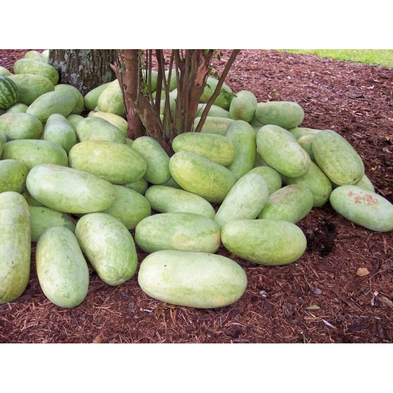 Σποροι Καρπουζι CHARLESTON GRAY