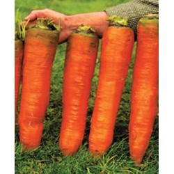 Price: €2.25 - Dzinovska sargarepa - mrkva seme Autumn King - 