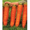 Price: €2.25 - Semillas de zanahoria gigante Autumn King - 