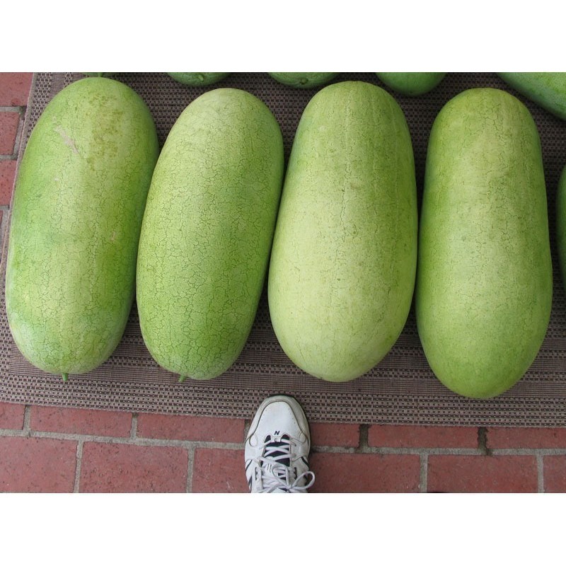 Graines de Pastèque CHARLESTON GRAY