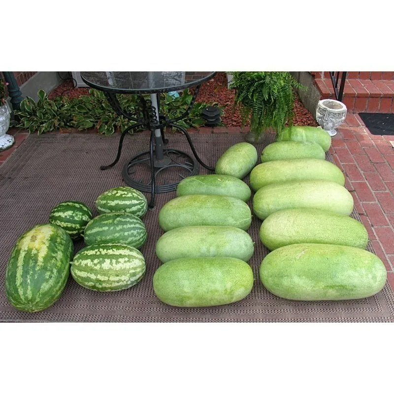 Vattenmelon frön CHARLESTON GRAY