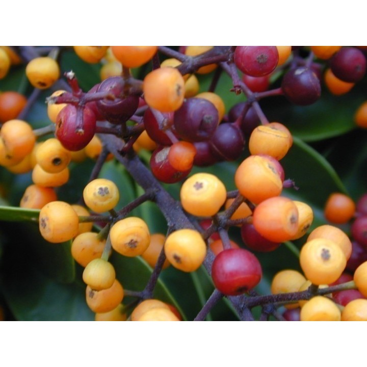 Dwarf Umbrella Tree Seed (Schefflera arboricola) - 1.935
