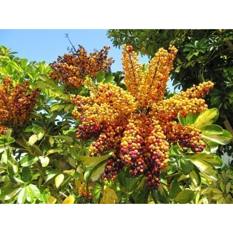 Price: €2.15 - Dwarf Umbrella Tree Seed (Schefflera arboricola) - 