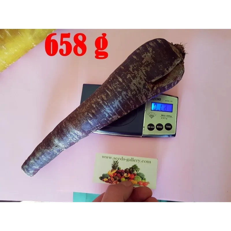 Giant Carrot Seeds Purple Dragon
