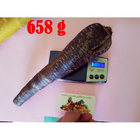 Price: €1.55 - Semillas de zanahoria gigante Purple Dragon -