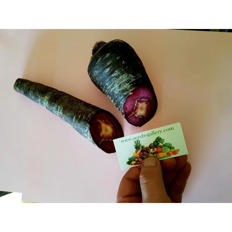 Semi di carote giganti Purple Dragon