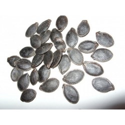 Figleaf Gourd seeds cidra chila gila (Cucurbita ficifolia)