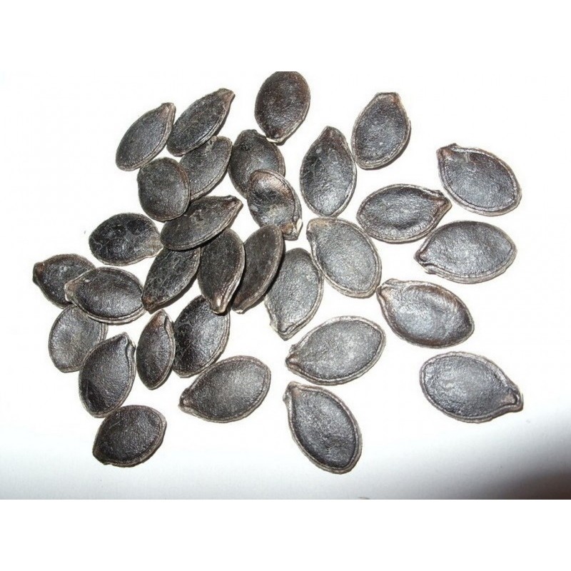 Price: €1.85 - Chilacayote - Figleaf Gourd seeds (Cucurbita ficifolia) - 