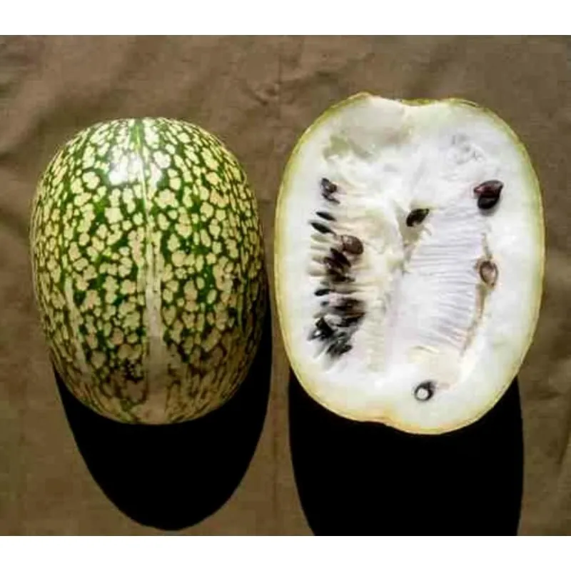 Chilacayote - Figleaf Gourd seeds (Cucurbita ficifolia)