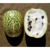 Chilacayote - Figleaf Gourd seeds (Cucurbita ficifolia)