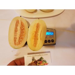 KACHRA Cucumis callosus Seeds Indian melon