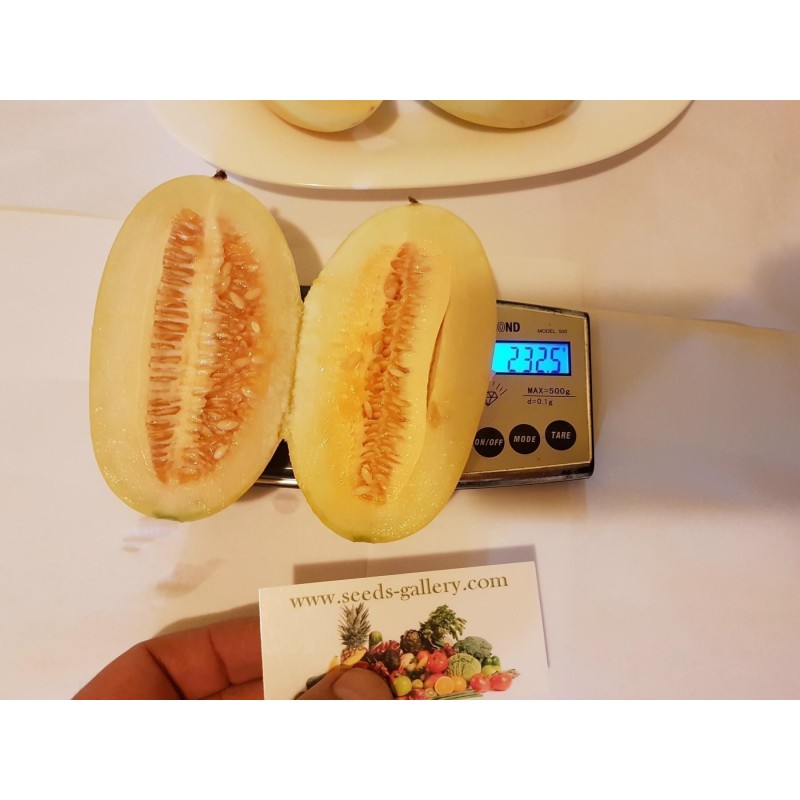Sementes de Kachra, melão indiano (Cucumis callosus)