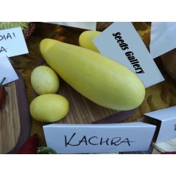 Price: €1.75 - KACHRA Cucumis callosus Seme Indijska dinja - Seeds Gallery