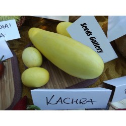 KACHRA Cucumis callosus Seme Indijska dinja