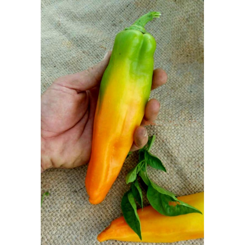 Graines de poivron doré Marconi