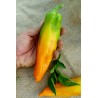 Graines de poivron doré Marconi