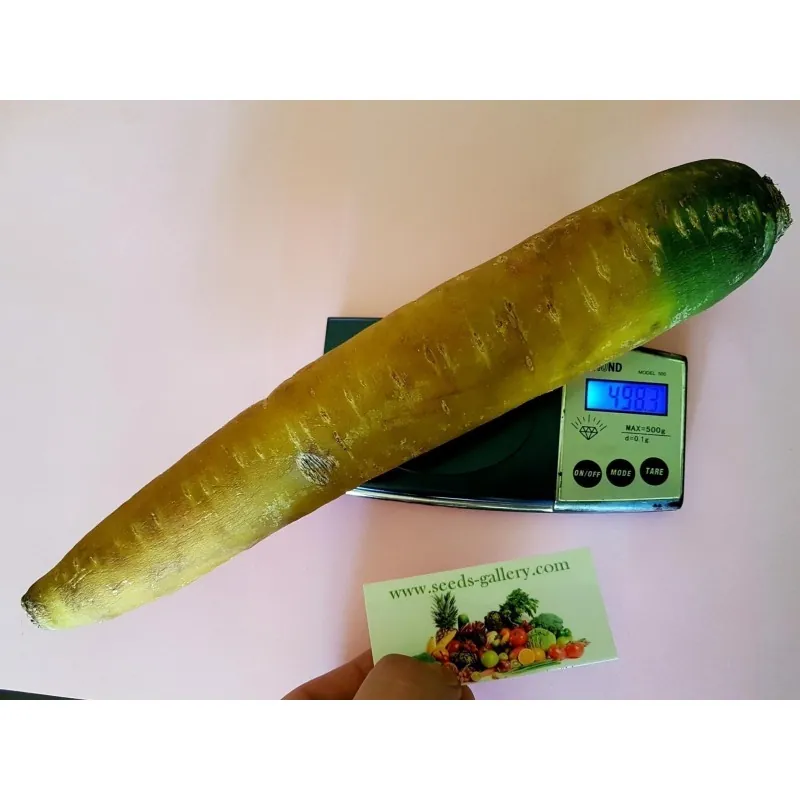 Giant Yellow Carrot Seeds