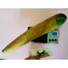 Giant Yellow Carrot Seeds