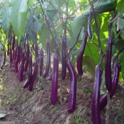 Semillas Berenjena italiana - largo de color púrpura
