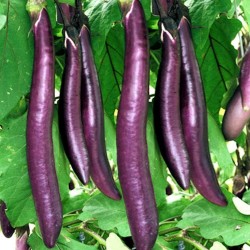 Semillas de berenjena para plantar: (morado largo) es una gran variedad de  verduras tradicionales sin OMG, semillas de 500 mg ideales para jardinería
