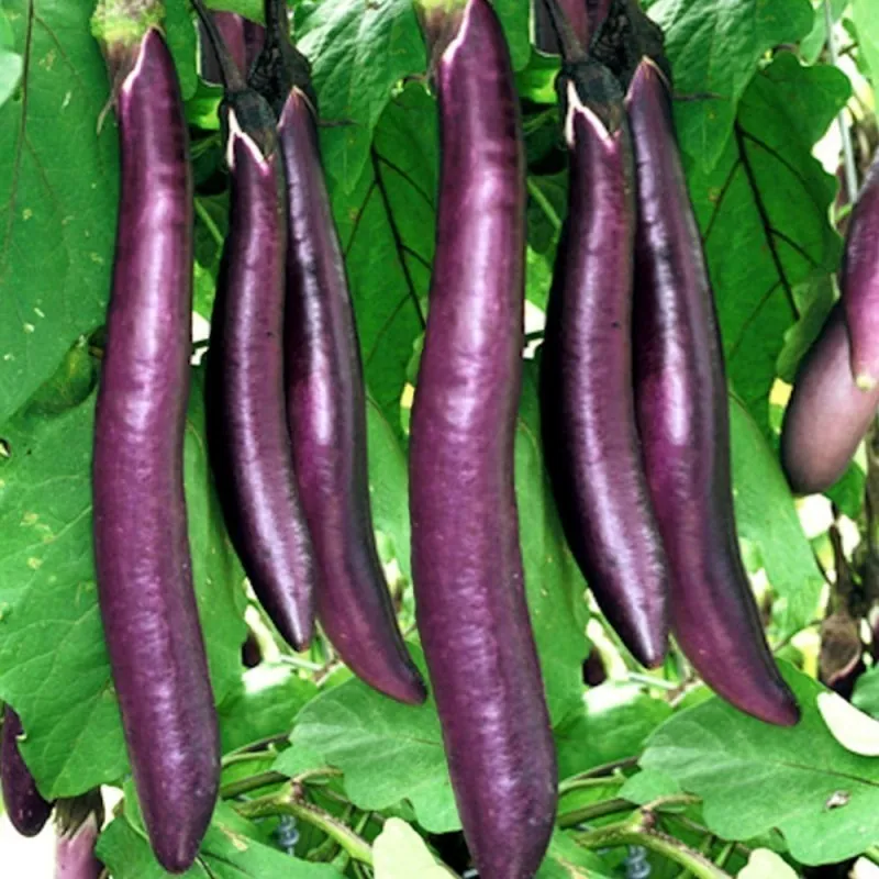 Semillas Berenjena italiana - largo de color púrpura