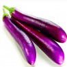 Price: €1.95 - Graines D'aubergines Italienne Longue Violet - 