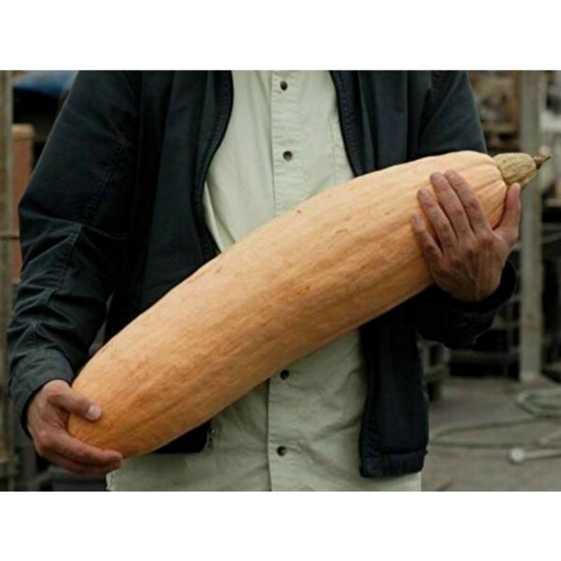 Price: €1.95 - Jättepumpa - Squash Fröer Jumbo Pink Banana - Seeds Gallery