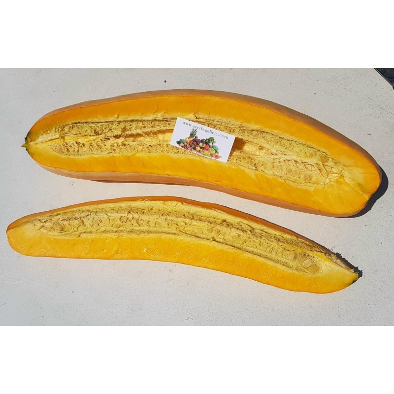 Price: €1.95 - Jättepumpa - Squash Fröer Jumbo Pink Banana - Seeds Gallery