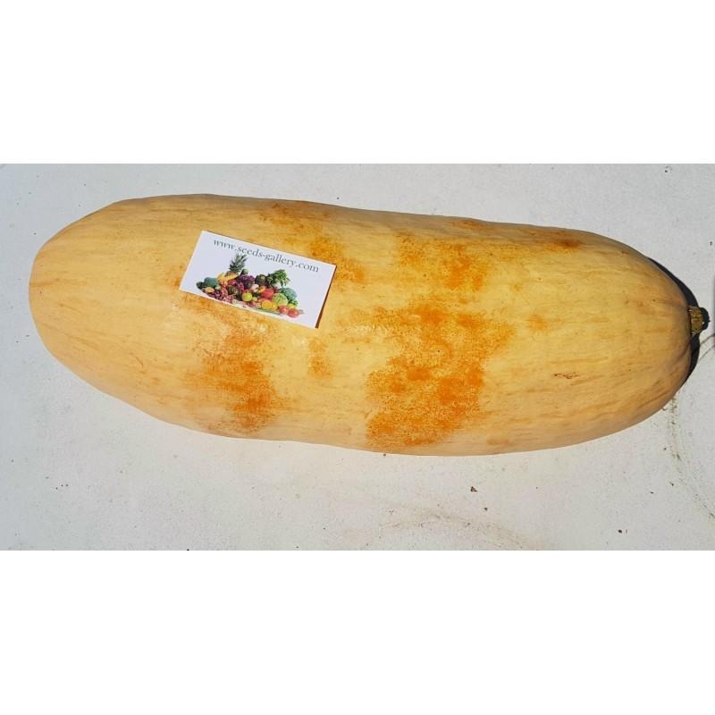 Price: €1.95 - Jättepumpa - Squash Fröer Jumbo Pink Banana - Seeds Gallery