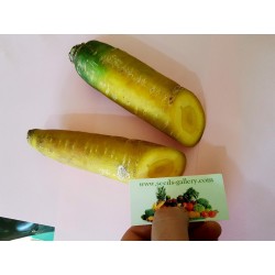 Morot 'Solar Yellow' Frön - Sötare än vanliga morötter