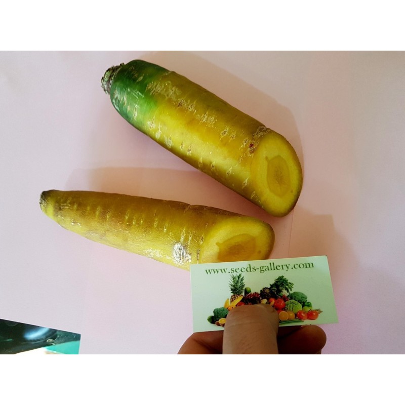 Graines de Carottes Jaunes Géantes